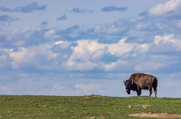 Haney, Chuck 아티스트의 Bison bull in prairie dog town against the big sky in Theodore Roosevelt National Park-North Dakota작품입니다.